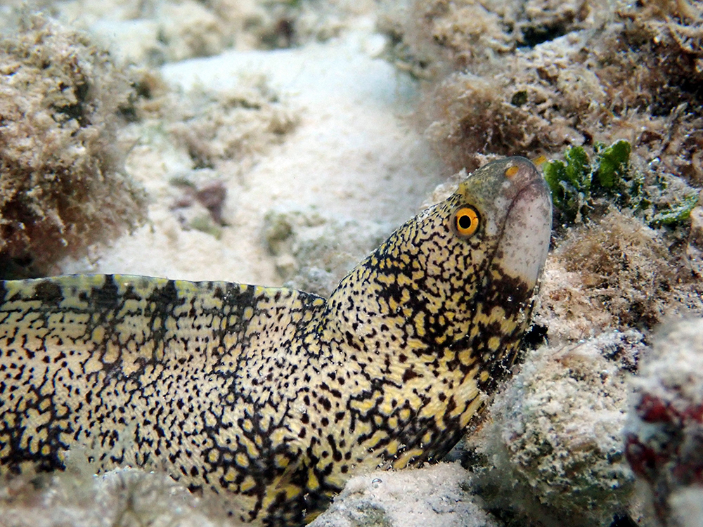 The snowflake moray eel, Echidna nebulosa, documented during underwater biodiversity surveys in Lakshadweep Islands during 2018. Photo: CMLRE